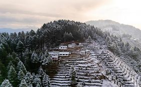 The Deodar Stays